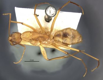 Media type: image; Entomology 21487   Aspect: habitus dorsal view